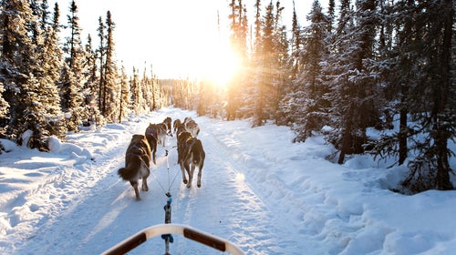 dog mushing in Alaska