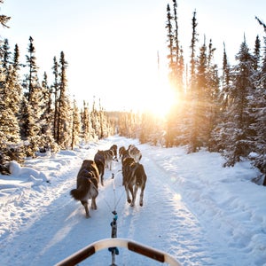 dog mushing in Alaska