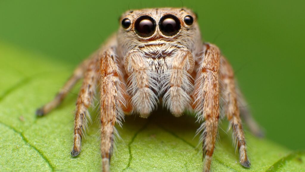 How jumping spiders became the new 'it' pets