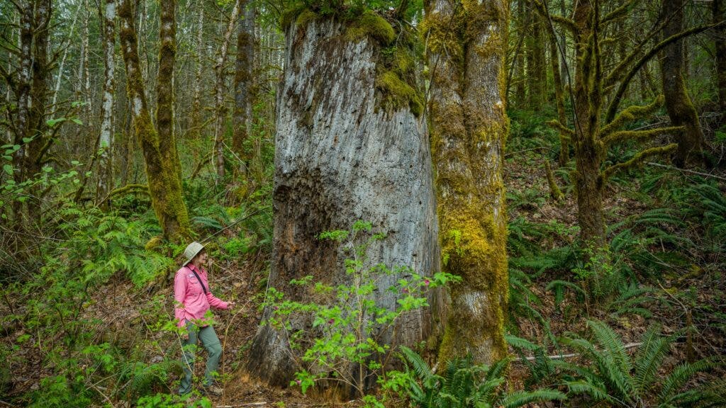 A woman hikes past a massive tree stump on the Mailbox Peak Trail in Washington.