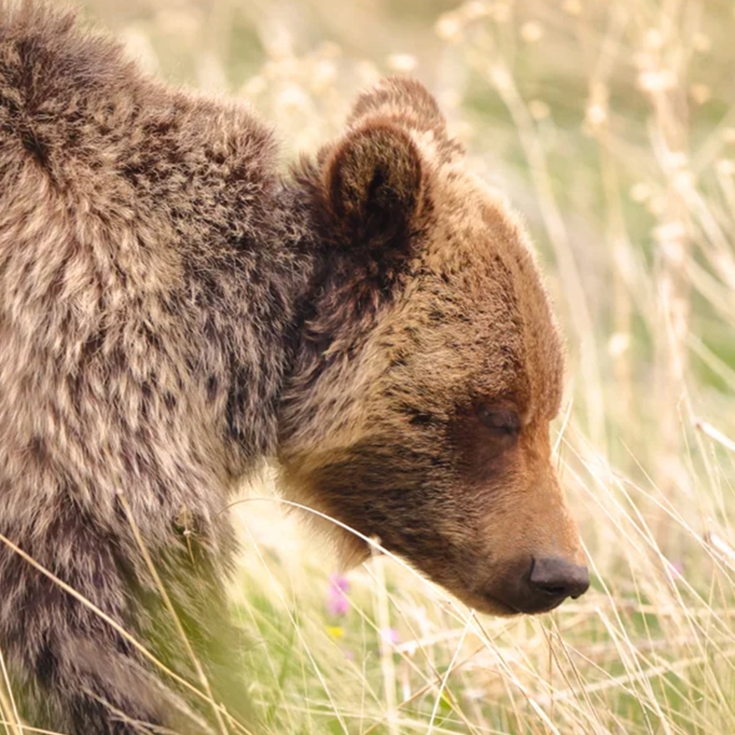 North Cascades could see the return of grizzlies.