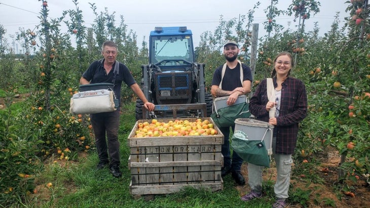 A huge wooden bin filled with yellow apples and three workers and a trailer between the trees