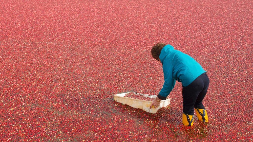 A woman wearing yellow galoshes wades into a flooded cranberry bog and puts a large sampling of the berries into a plastic bin