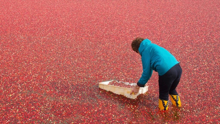 A woman wearing yellow galoshes wades into a flooded cranberry bog and puts a large sampling of the berries into a plastic bin 