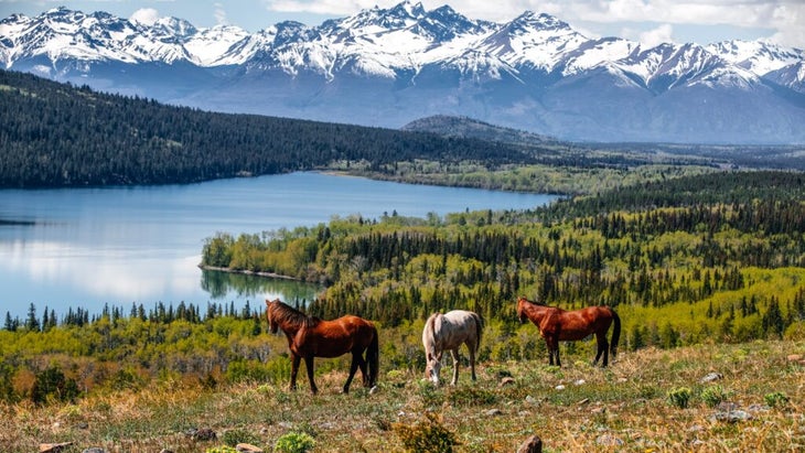 British Columbia’s Nemiah Valley and Konni Lake, with wild horses grazing on the hillside