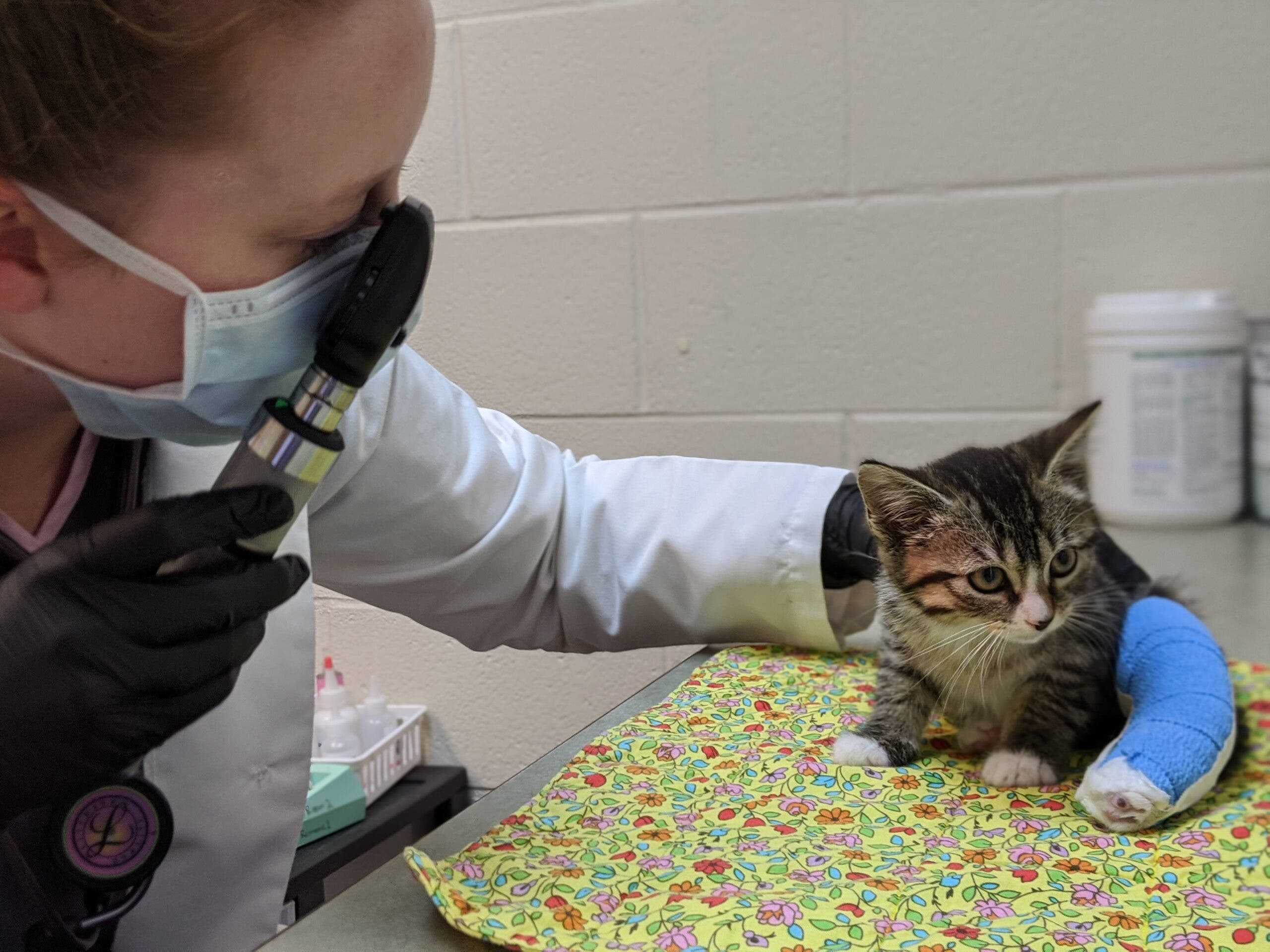 Charleston Animal Society