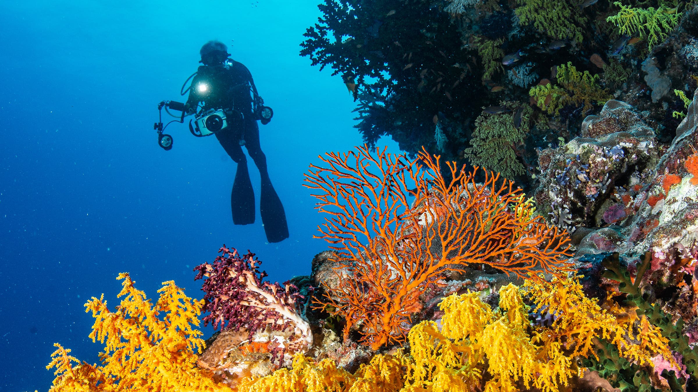 The Bligh Waters boast some of the most vibrant coral reefs in the world.