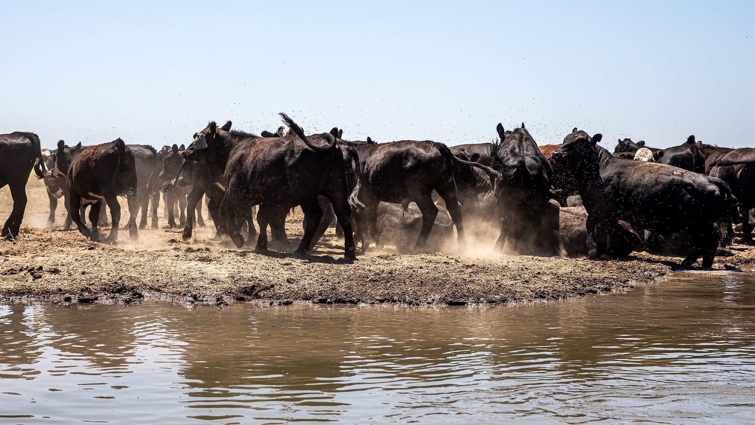A herd of cattle near Merced