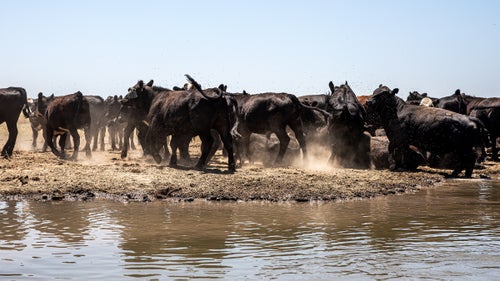 A herd of cattle near Merced