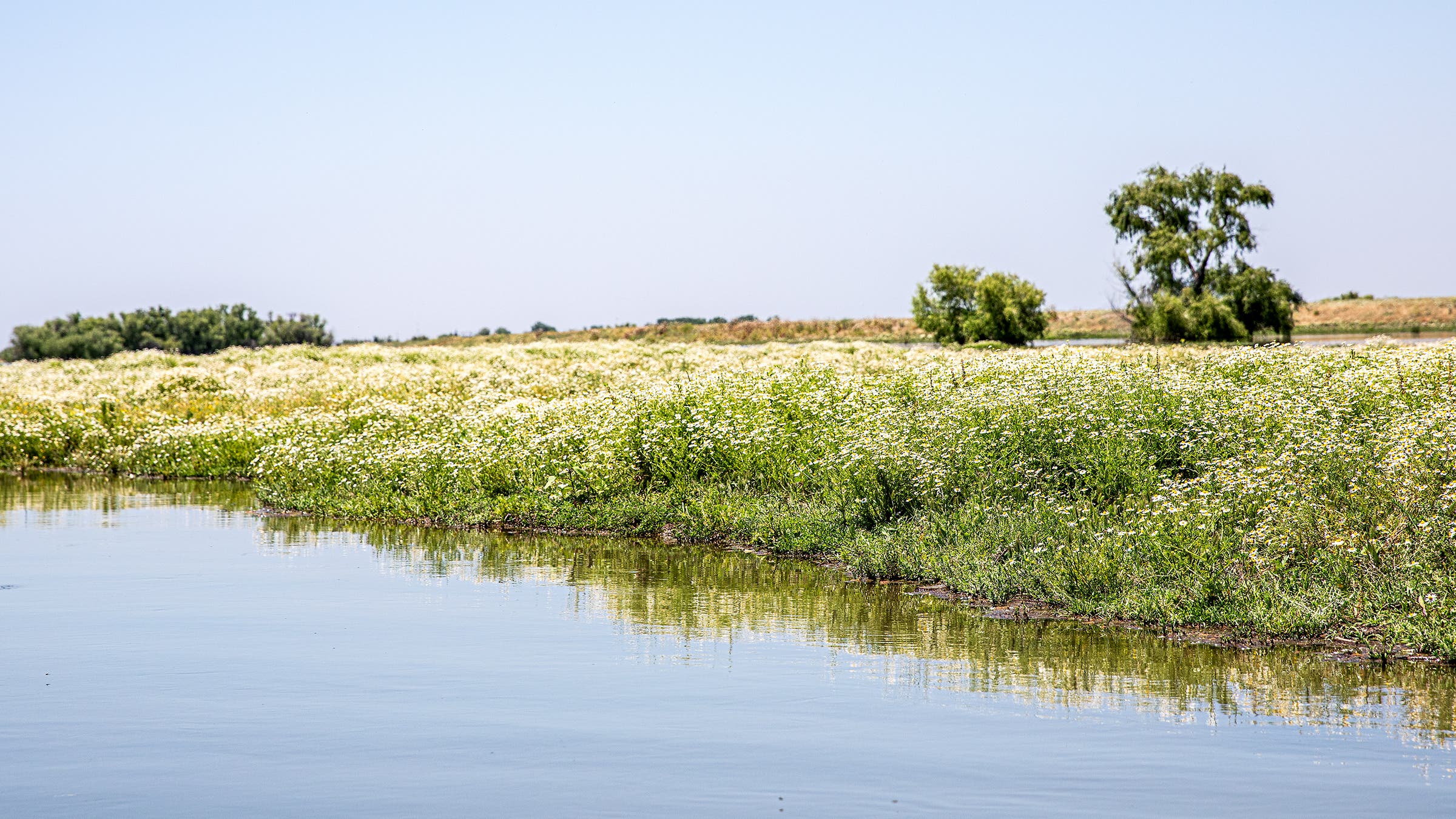 Flowery paradise on the San Joaquin River