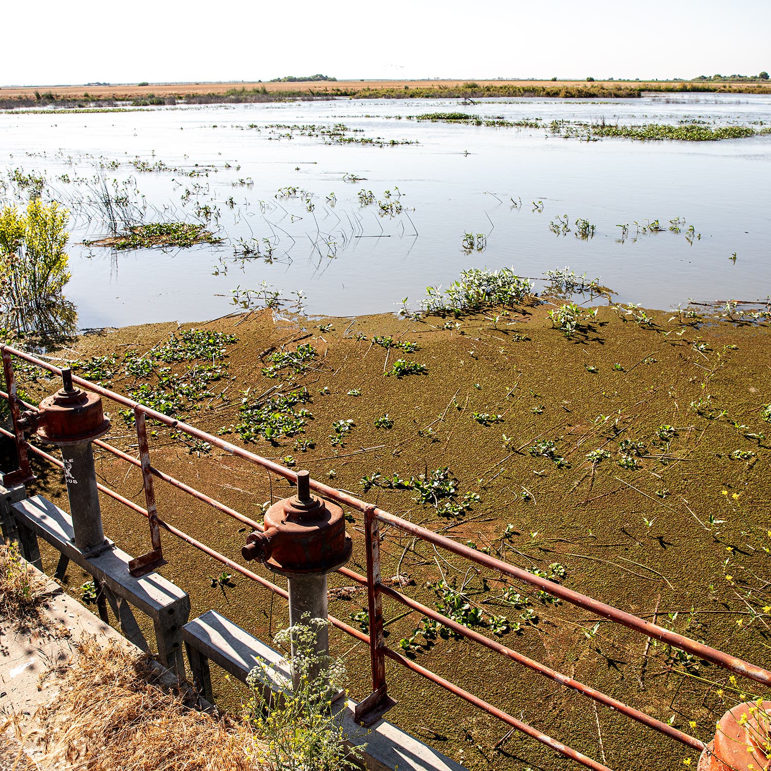 The closed gates of a dam cut off a section of the San Joaquin River known as Reach 4B.
