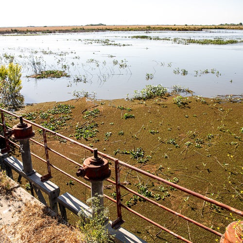 The closed gates of a dam cut off a section of the San Joaquin River known as Reach 4B.