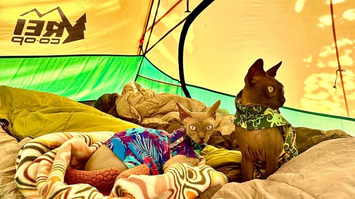 Two cats, each wearing a top, are snuggled amid covers and sleeping bags inside a camping tent. 