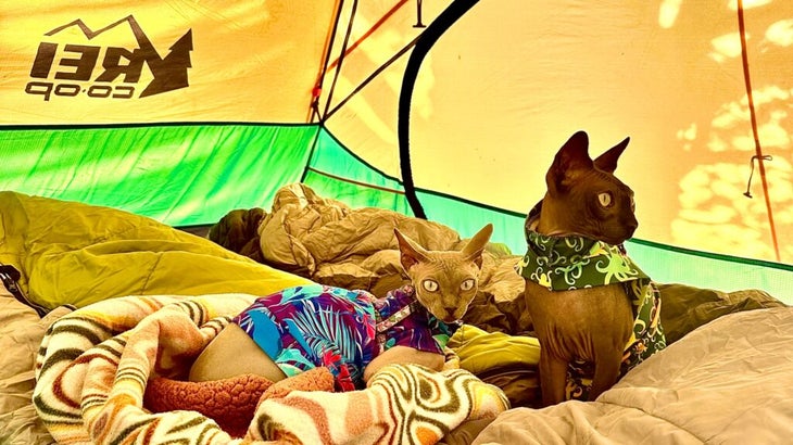 Two cats, each wearing a top, are snuggled amid covers and sleeping bags inside a camping tent.