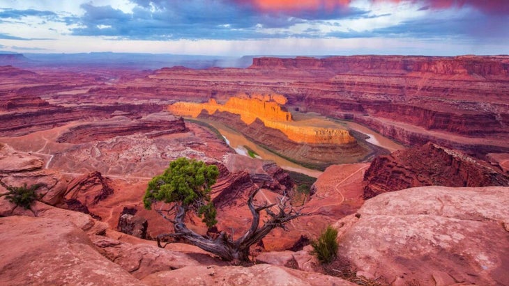 Looking across the sandstone canyon lands from Dead Horse Point State Park to the goose neck of the Colorado River and the plateaus and mesas of Canyonlands in the distance, with an ancient juniper tree in the foreground