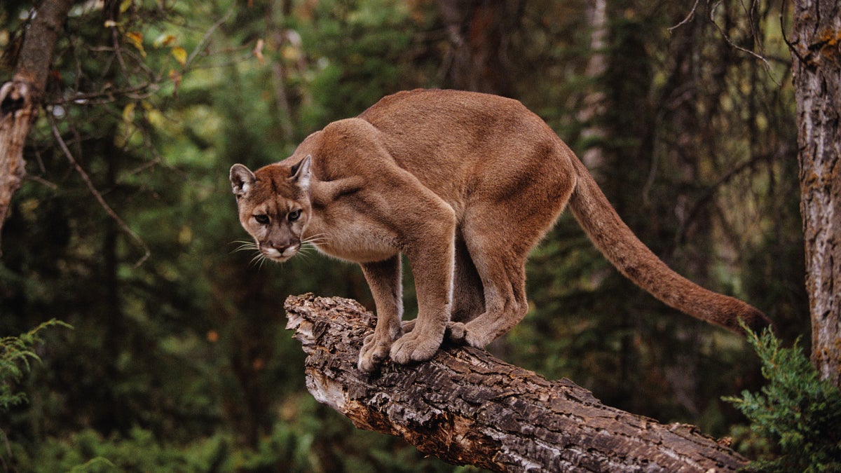The Curious Rise (and Fall) in Cougar Attacks
