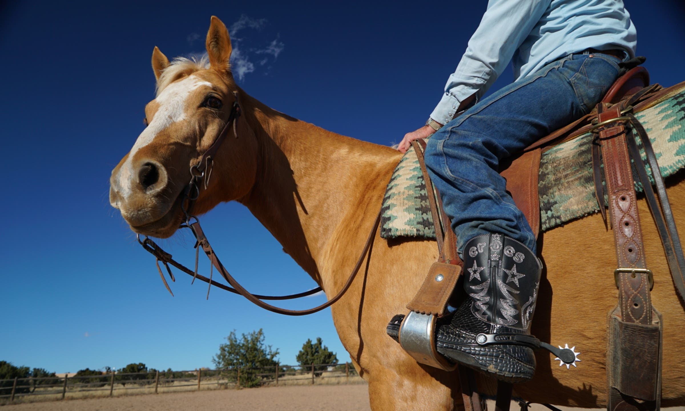 A horse looks back at the camera. Its rider wears Crocs cowboy boots.