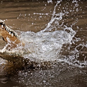 A man survives a crocodile attack in Australia.