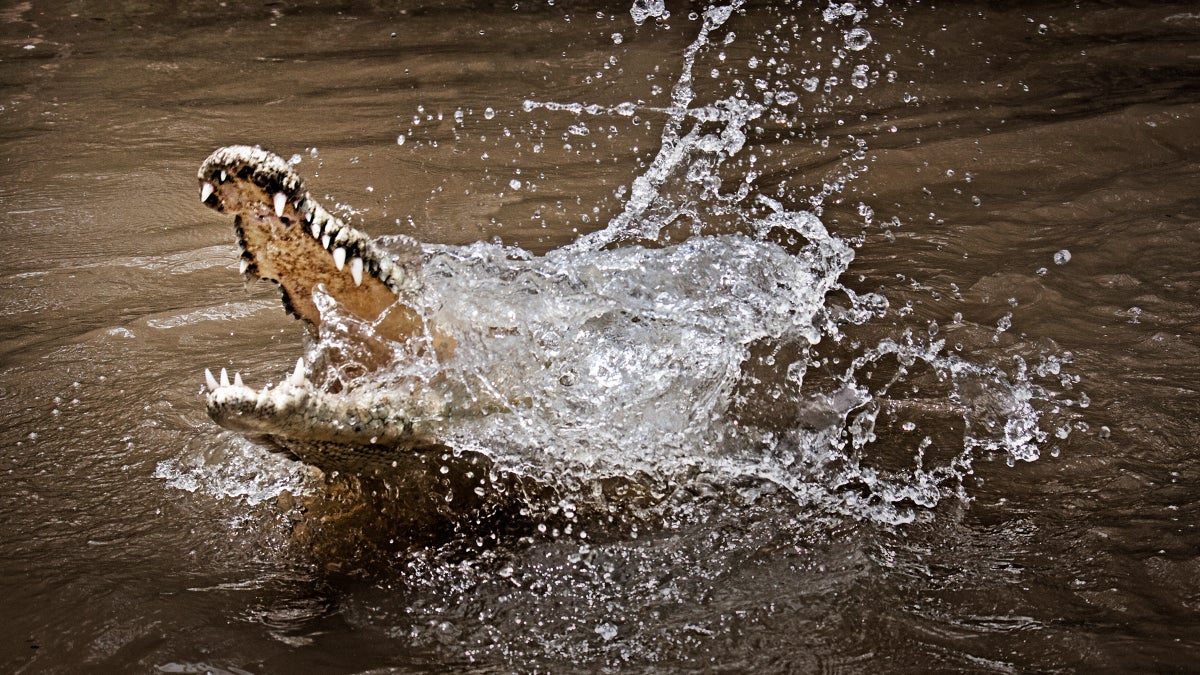 How Do You Survive a Crocodile Attack? Bite Back.