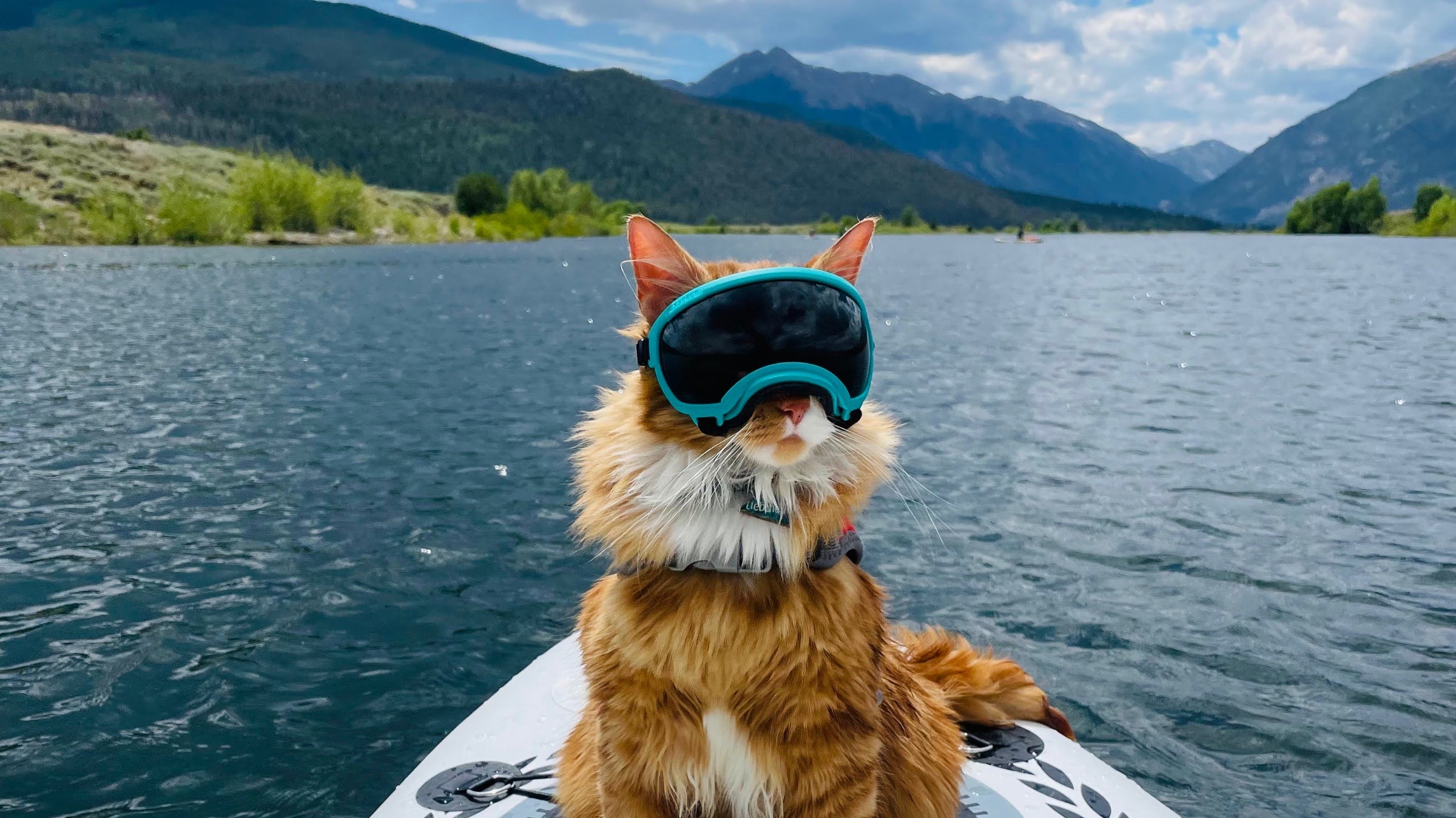Adventure Cats: 9 Felines That Kick Ass in the Backcountry