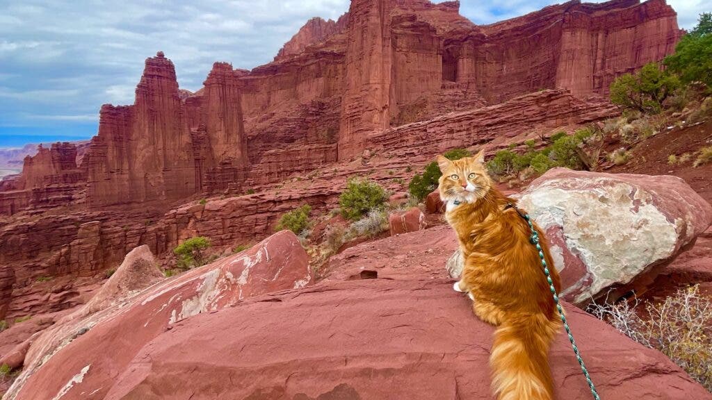 A cat on a leash sitting on a red-rock against a stunning Southwest panorama of rock faces and scrub brush
