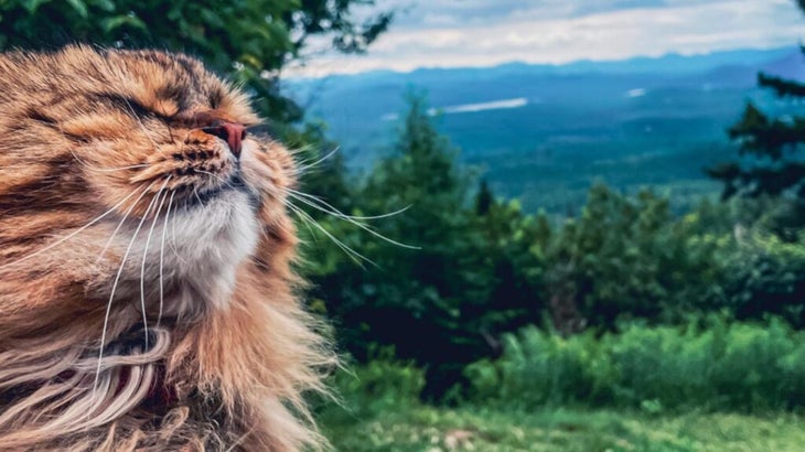 A closeup of a the face of a cat, whose nose is tilted in the air, the wind blowing back his fur, with a background of pine trees and a mountainous horizon