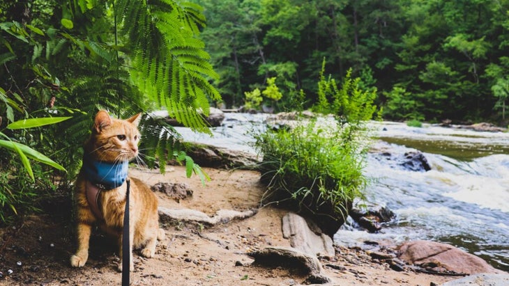 A cat wearing a harness and leash wanders the shore of a wide river lined with green trees and lush foliage