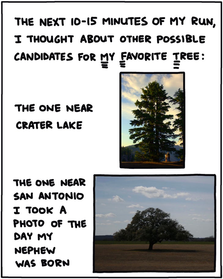 The next 10-15 minutes of my run, I thought about other candidates for My Favorite Tree: the one near Crater Lake the one near San Antonion I took a photo of the day my nephew was born