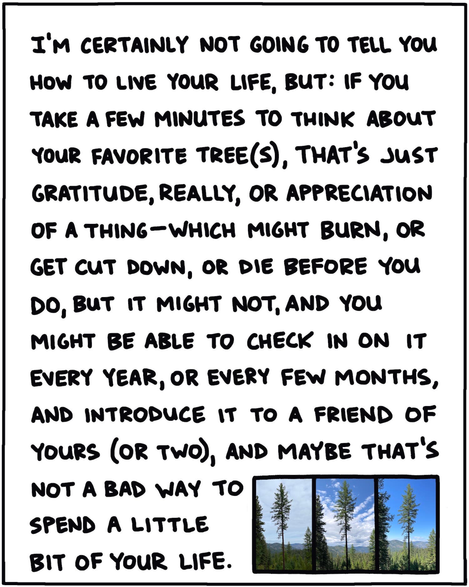 I’m certainly not going to tell you how to live your life, but: If you take a few minutes to think about your favorite tree(s), that’s just gratitude, really, or appreciation of a thing—which might burn, or get cut down, or die before you do, but it might not, and you might be able to check in on it every year or every few months, and introduce it to a friend of yours (or two), and maybe that’s not a bad way to spend a little bit of your life.