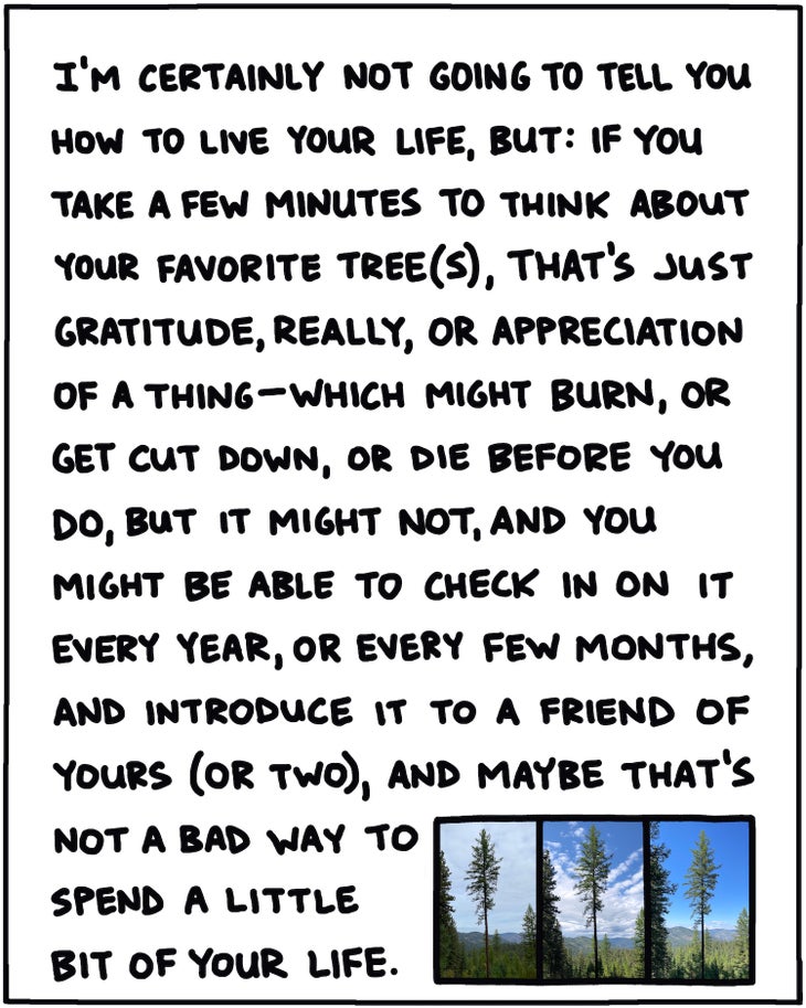 I’m certainly not going to tell you how to live your life, but: If you take a few minutes to think about your favorite tree(s), that’s just gratitude, really, or appreciation of a thing—which might burn, or get cut down, or die before you do, but it might not, and you might be able to check in on it every year or every few months, and introduce it to a friend of yours (or two), and maybe that’s not a bad way to spend a little bit of your life.