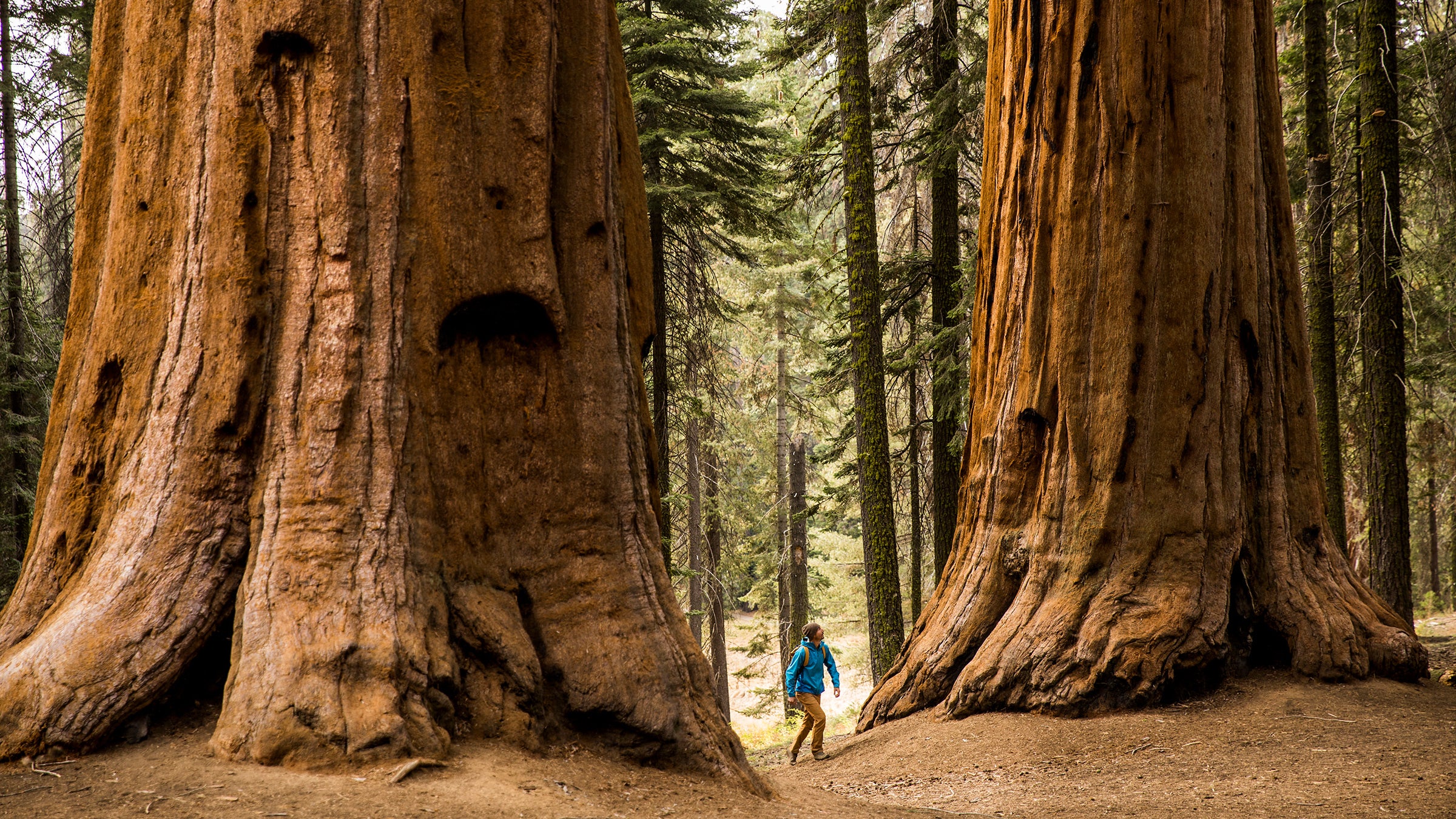A man hiking beneath giant Sequoia trees
