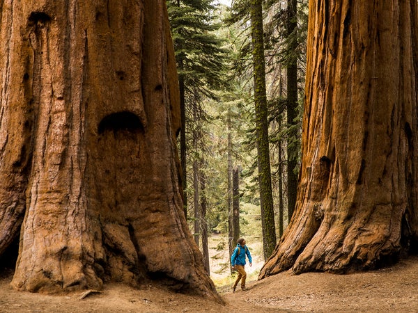 A man hiking beneath giant Sequoia trees