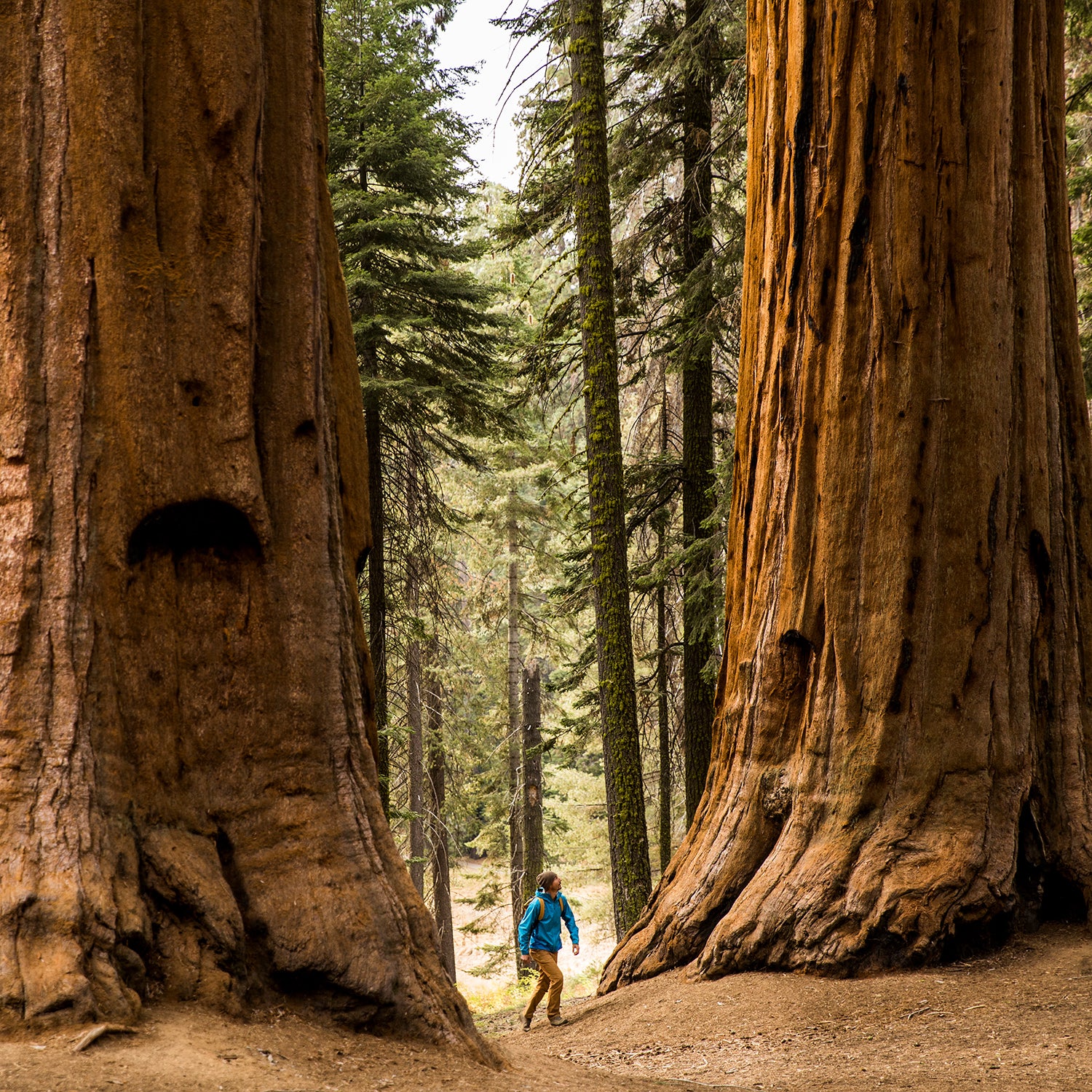 A man hiking beneath giant Sequoia trees