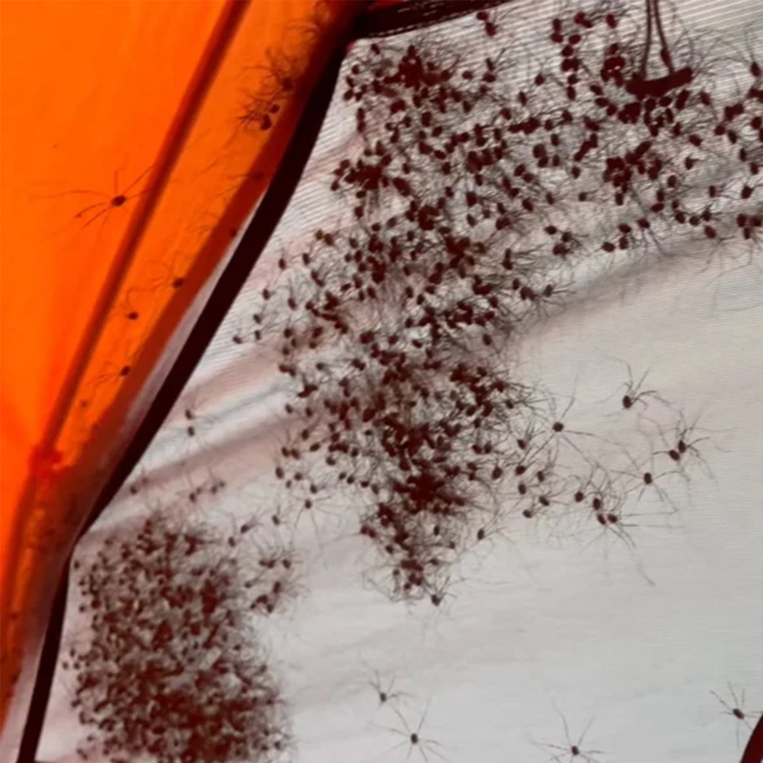 The Cool, Creepy Reason Why Hundreds of “Spiders” Surrounded a Hiker’s Tent