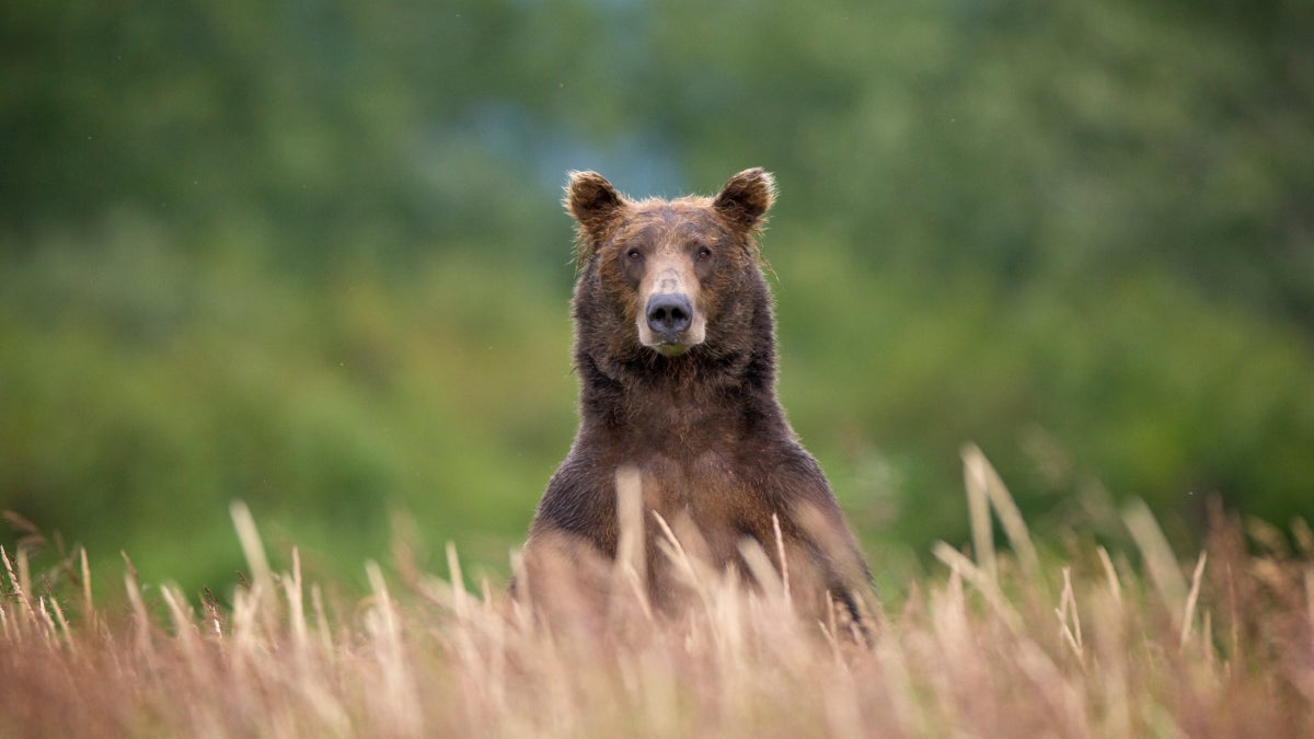 ϳԹ’s Columnist Got It Wrong: Trophy Hunting Doesn’t Help Bears