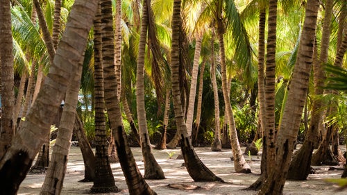 Island palms