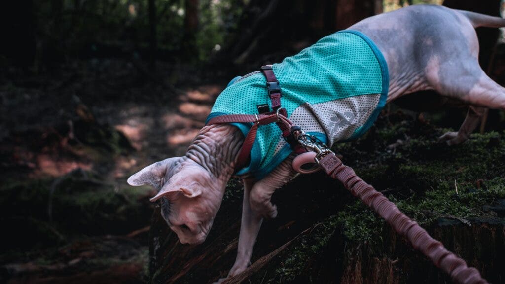 A cat wearing a teal and white sports-style shirt and a harness, explores a mossy woodscape.