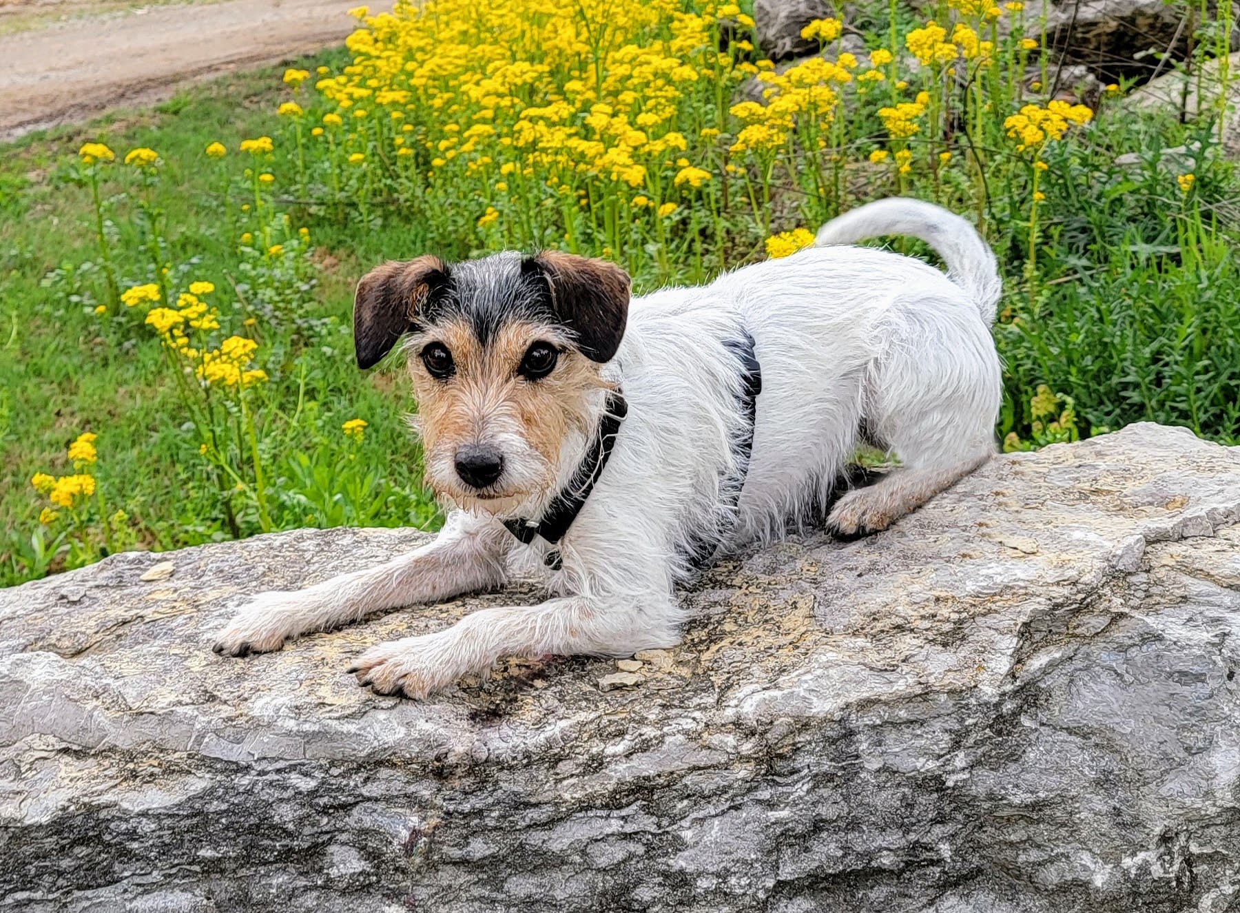 pocket the rescue dog. the terrier alerts on a rock