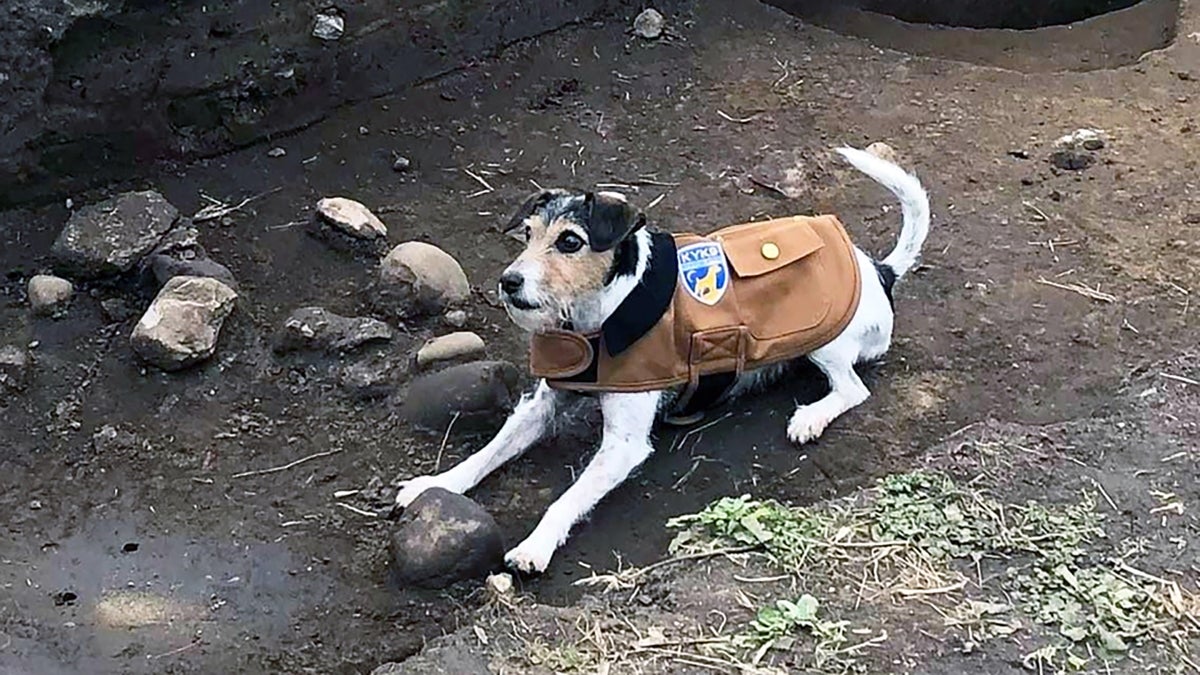 This Terrier Has an Award-Winning Nose for Human Remains