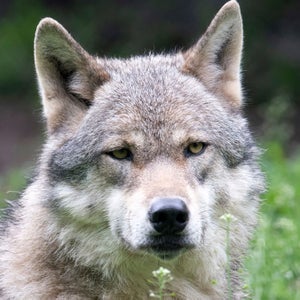 A gray wolf glares into the camera.