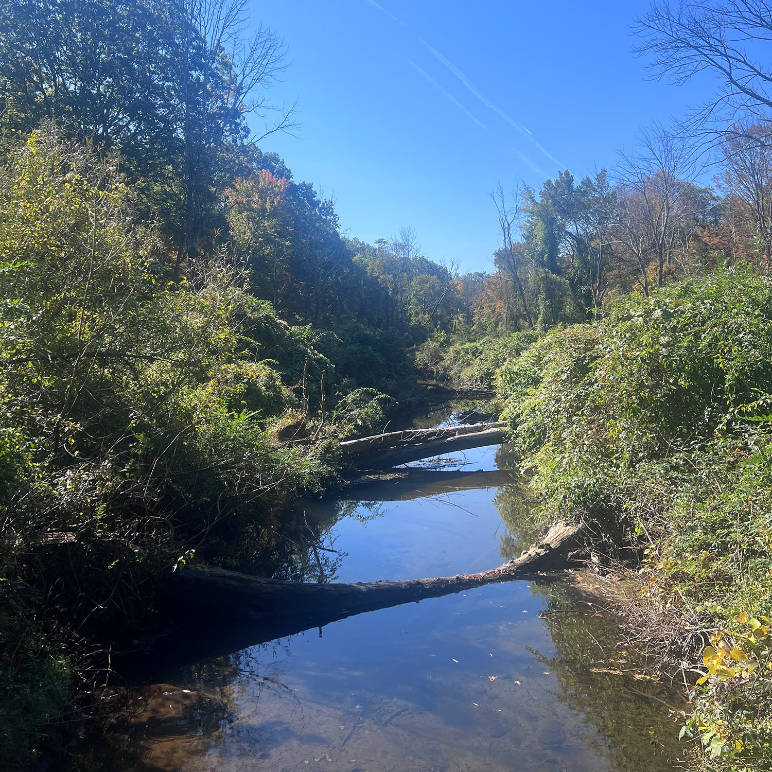 A small, still waterway surrounded by low bushes with trees in the background