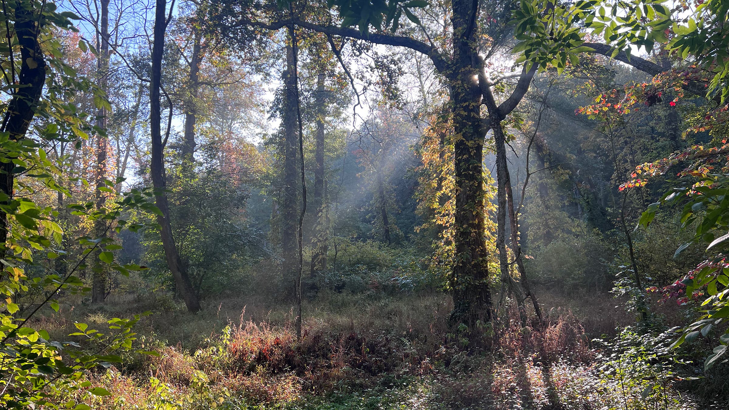 Sun shines through a grove of deciduous trees covered in vines