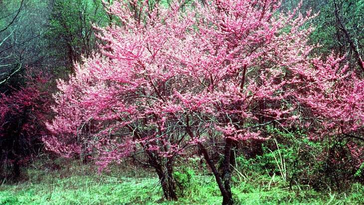 Great Smoky Mountains National Park