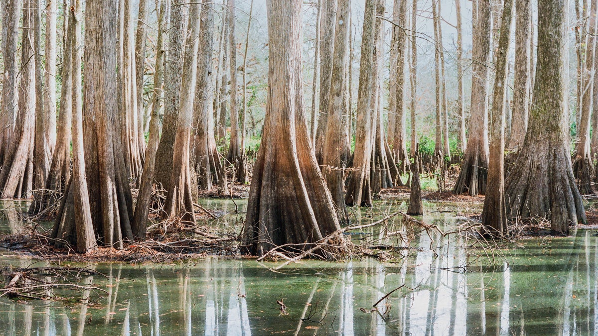 Bored of Hiking Trails? Try Slough Slogging Through a Swamp.