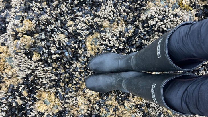 Looking down at the author's wellie-clad feet; she's standing atop thousands of mussels upon the shoreline