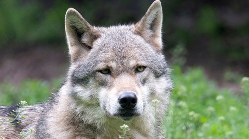 A gray wolf glares into the camera.