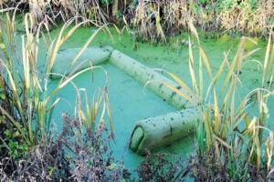 A sofa is submerged in water turned green by algae.