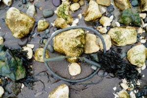 Seaweed and a discarded wheel on a rocky shore found while mudlarking.