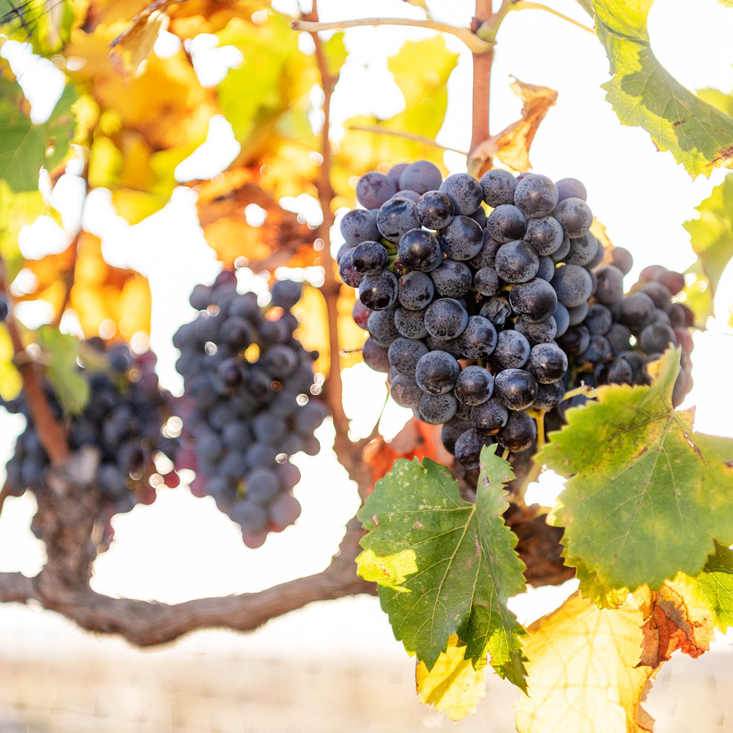 Scene from Pink's Southern California vineyard