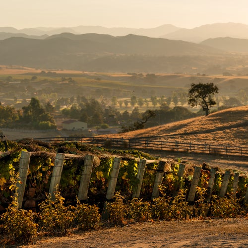 Scene from Pink's Southern California vineyard